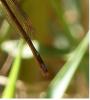 243138 – Photo : Greenlife – Madagascar